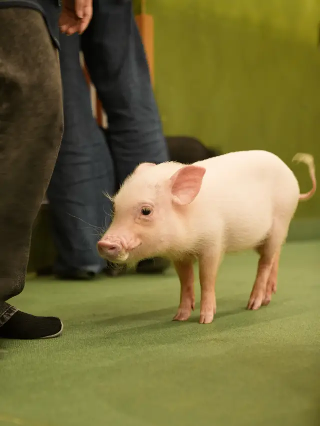 🇯🇵東京迷你豬Cafe 跟他們近距離接觸超可愛！🐷