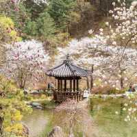 晨靜樹木園：韓國美的庭園，適合春天放鬆散步與冥想放空