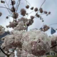 Flowering season at Nagoya 