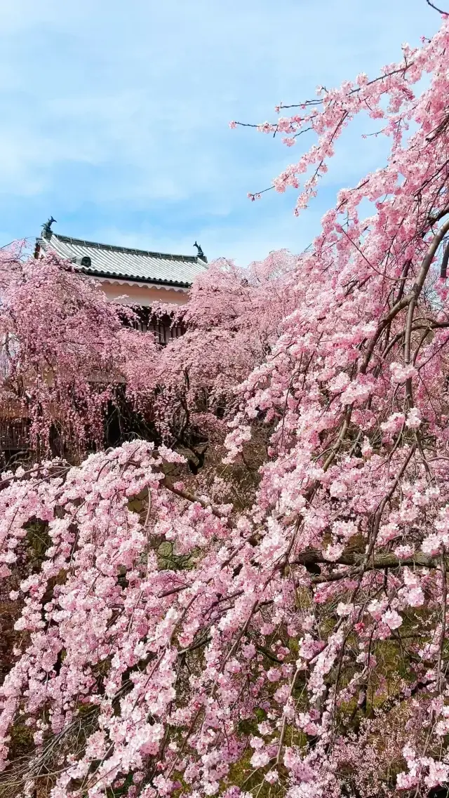 【長野】桜の季節に開催！千本桜祭り🌸