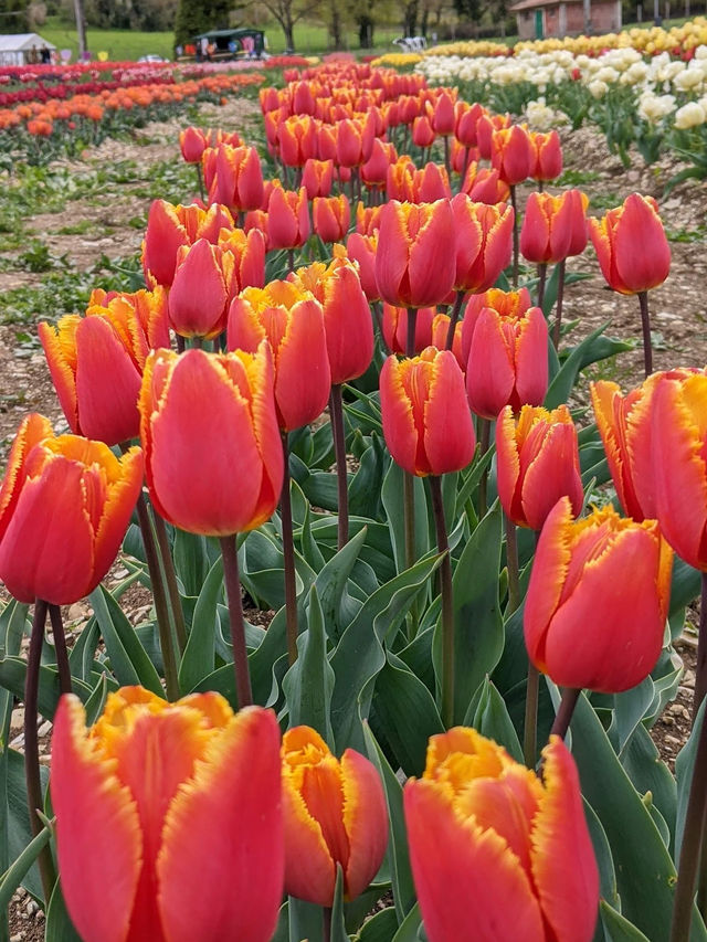 TuliPark - Spoleto