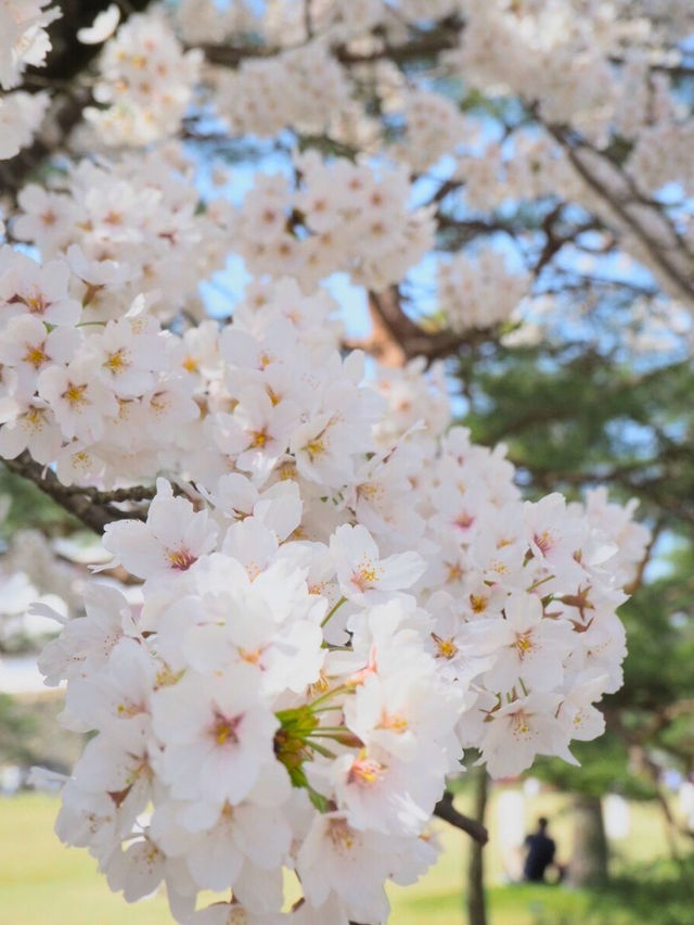 【福島 会津若松】約1000本のソメイヨシノ🌸に囲まれたお城🏯鶴ヶ城