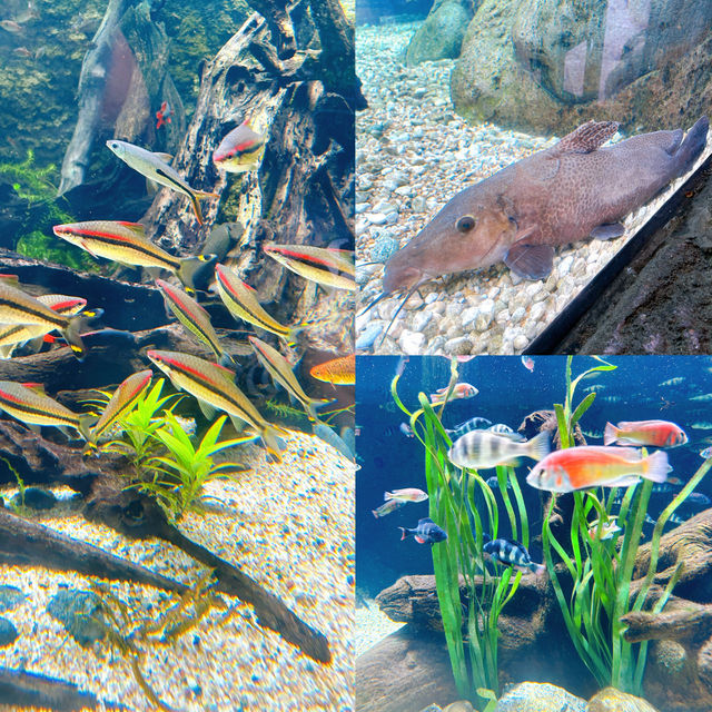 River Wonders Celebrating 10th Anniversary 