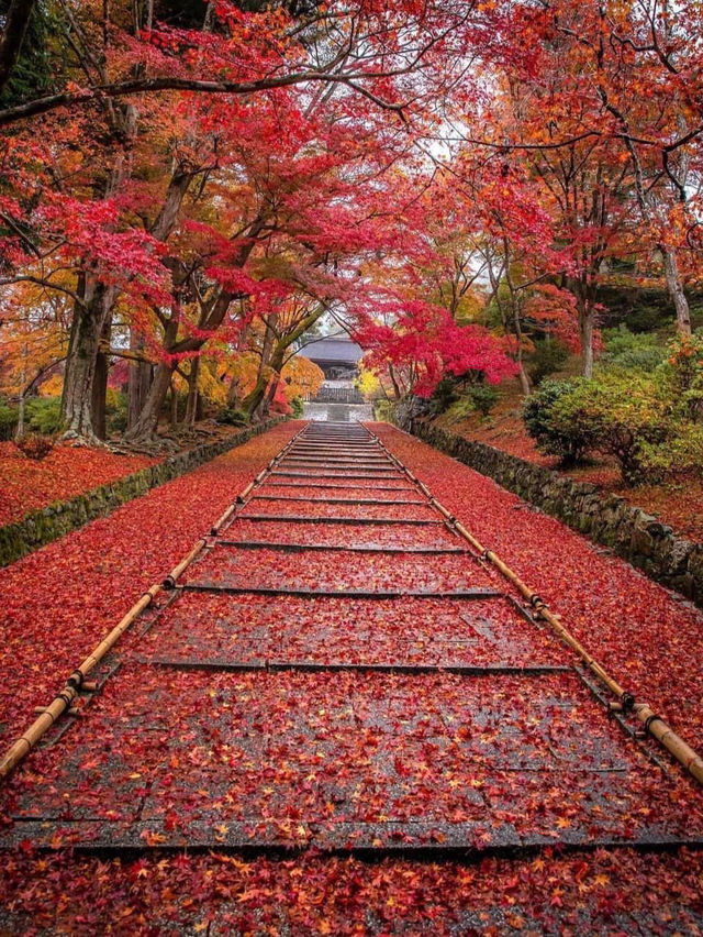 BISHAMON-DO TEMPLE : วัดพรมแดงแห่ง KYOTO