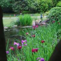 湊山公園：春天好去處，感受日式風韻