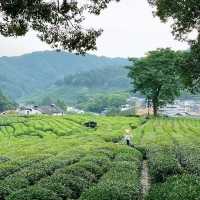 臺北茶鄉景點～農林熊空茶園～山水景緻