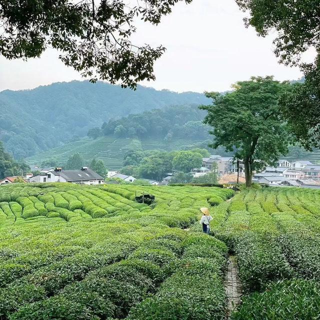 臺北茶鄉景點～農林熊空茶園～山水景緻