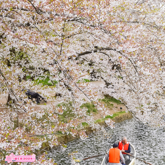 【青森】東北随一の桜スポット！弘前公園