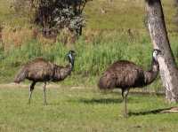 Tidbinbilla Nature Reserve