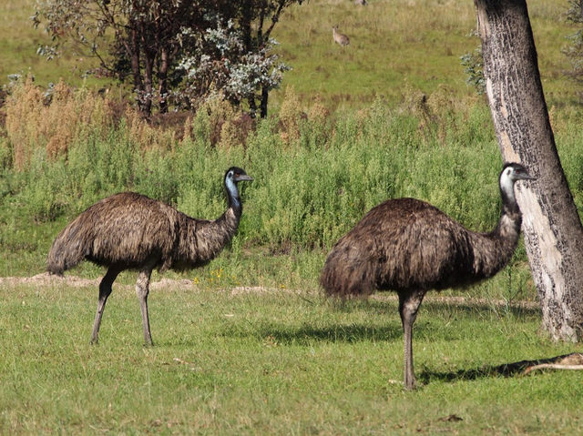 Tidbinbilla Nature Reserve