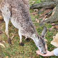 ไปเจอโคอาล่า จิงโจ้ ที่ Lone Pine Koala Sanctuary