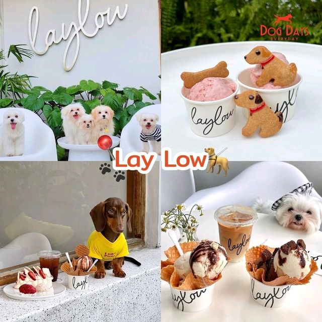 Lay Low 