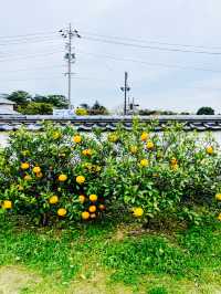 【山口県】萩の城下町を舟から楽しむ旅