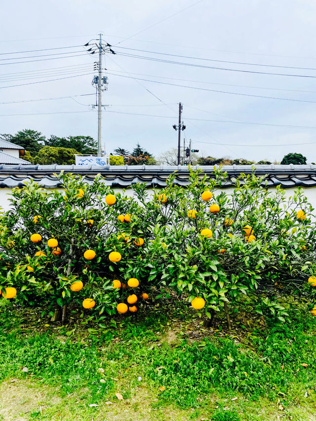 【山口県】萩の城下町を舟から楽しむ旅