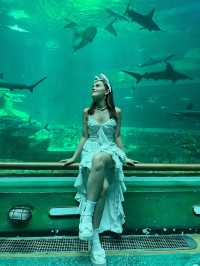 THE SEA SHELL VINWONDERS