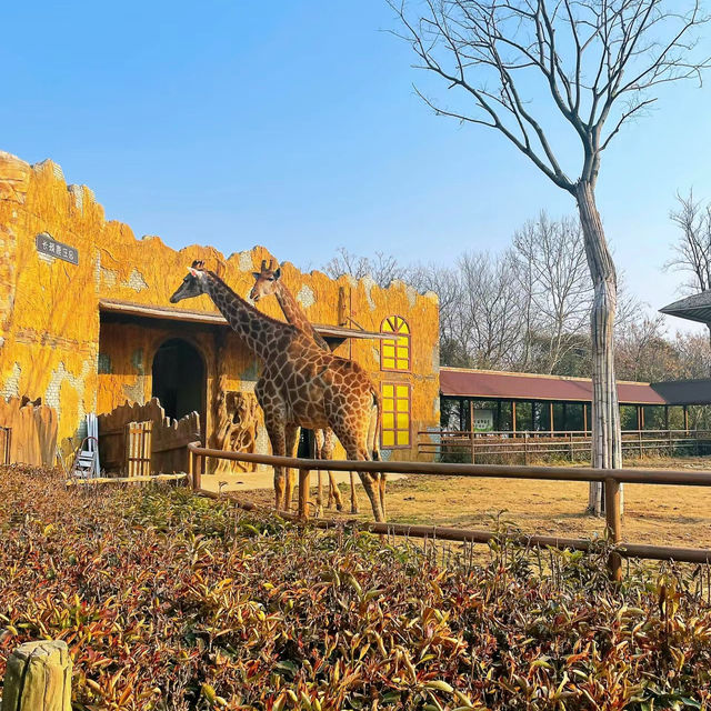 深圳野生動物園：珍稀動物