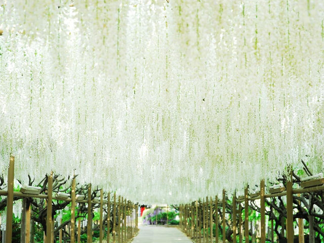 栃木縣足利花卉公園