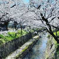関川の桜