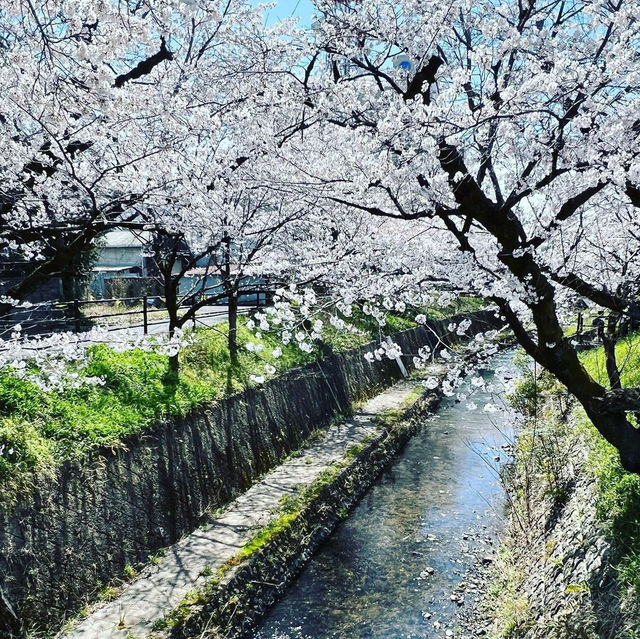 関川の桜