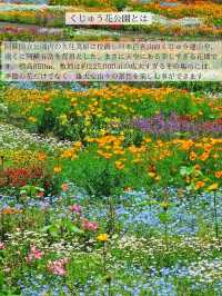 【大分/天国の花畑】天空に見たこともない美しい場所があった！！