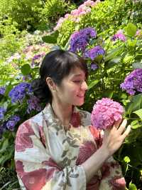 〜神奈川県〜人気紫陽花スポット！混雑回避プラン