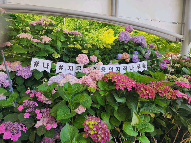 용인 정원 카페, 베이커리 카페 베툴라