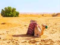 Dubai Desert Conservation Reserve