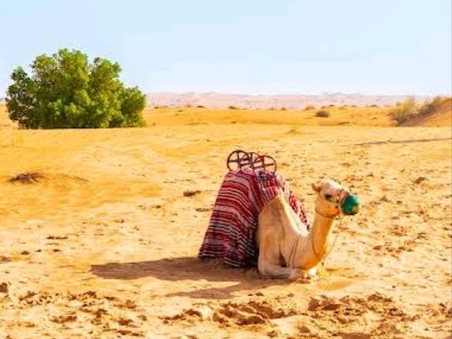 Dubai Desert Conservation Reserve
