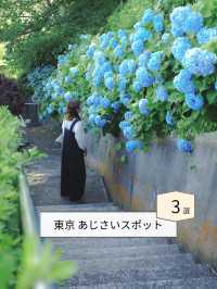 【東京】紫陽花おすすめスポット3選𓂃 𓈒𓏸❁⃘