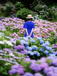圧巻の紫陽花グラデ💠一度は行きたい愛知のあじさい名所☺️💠