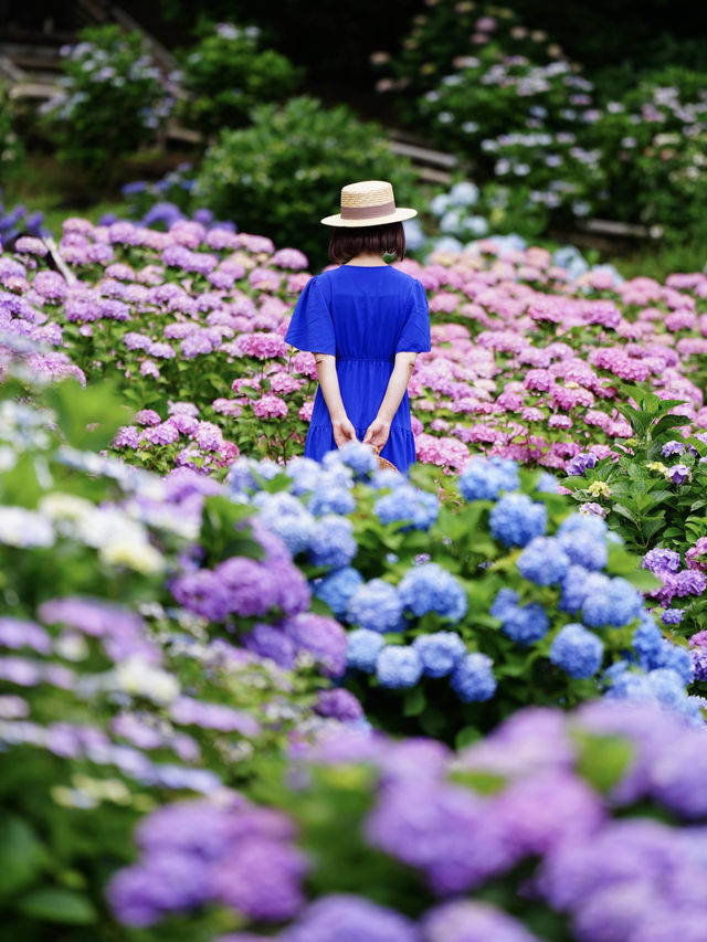 圧巻の紫陽花グラデ💠一度は行きたい愛知のあじさい名所☺️💠