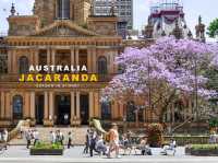 Jacaranda Tree