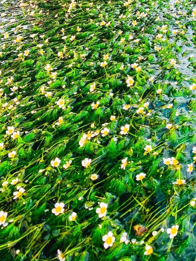 【滋賀】夏が見頃の水中の花「梅花藻」