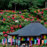 花之寺廟+杜鵑奇景