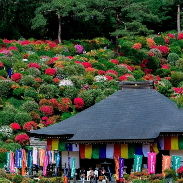 花之寺廟+杜鵑奇景