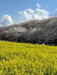 〜埼玉県〜日本一！？天国すぎる花畑✨桜×菜の花