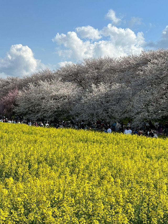 〜埼玉県〜日本一！？天国すぎる花畑✨桜×菜の花