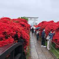 【🇯🇵京都】もこもこツツジが凄い🌺