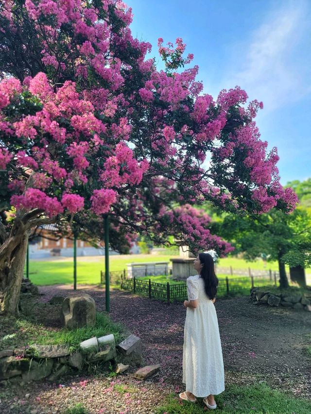 500년된 배롱나무가 있는 충북 영동 반야사💗