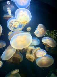 【日本東北】加茂水族館：世一水母水族館，深藍色水槽前夢幻打卡