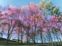 โครงการบ้านเล็กในป่าใหญ่ 