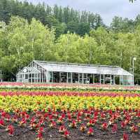 富良野富田農場-參觀彩虹般夢幻的拼布花田，北海道必到景點