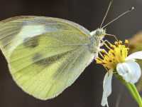 Butterflies! Nature photographer’s dream