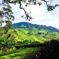  The Hills Are Alive With the Sound of Birds!!!