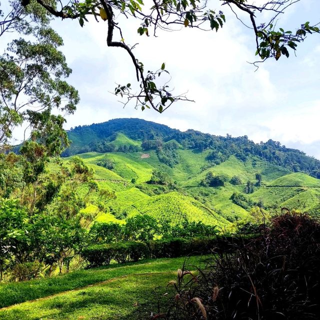  The Hills Are Alive With the Sound of Birds!!!