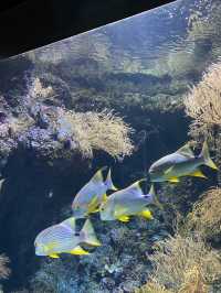 🪼 S.E.A. Aquarium ในสิงคโปร์✨