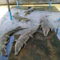 Teluk Sengat Crocodile Farm