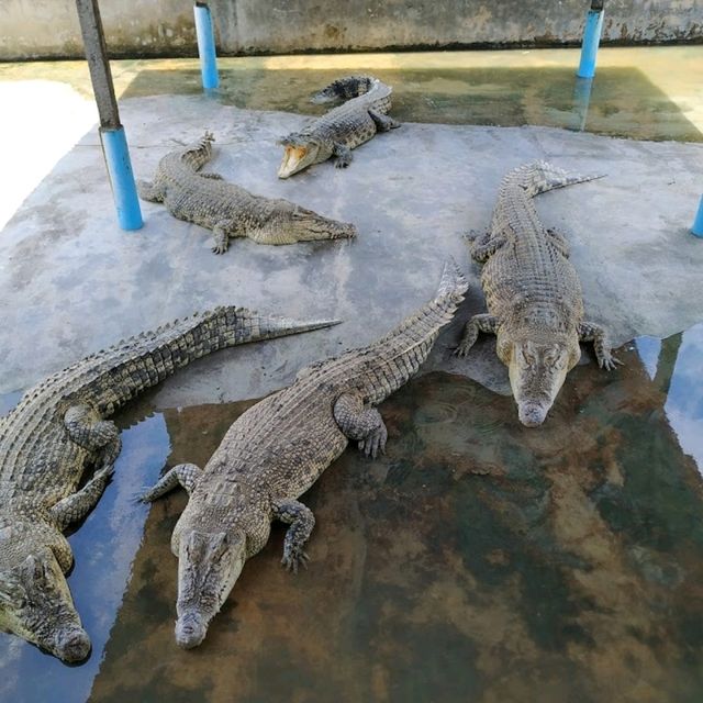 Teluk Sengat Crocodile Farm