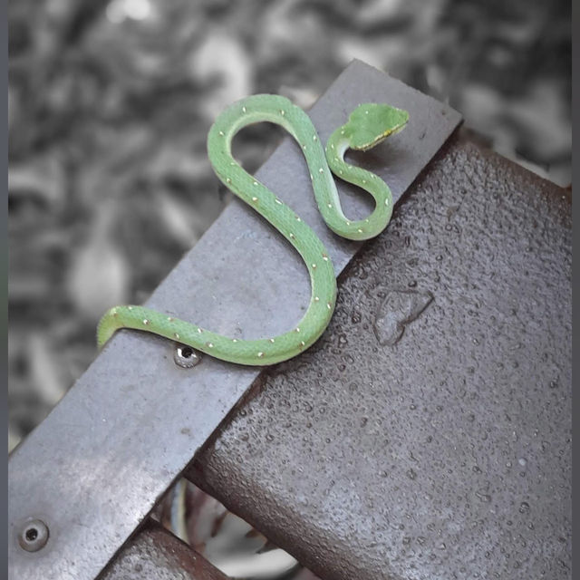 Into the Wild: Uncover the Mysteries of Taman Negara, Pahang