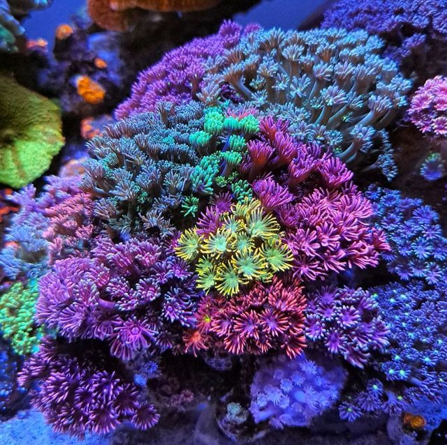 **🌊 Enjoy the Beautiful Coral Reef in Phi Phi Island! 🌴**